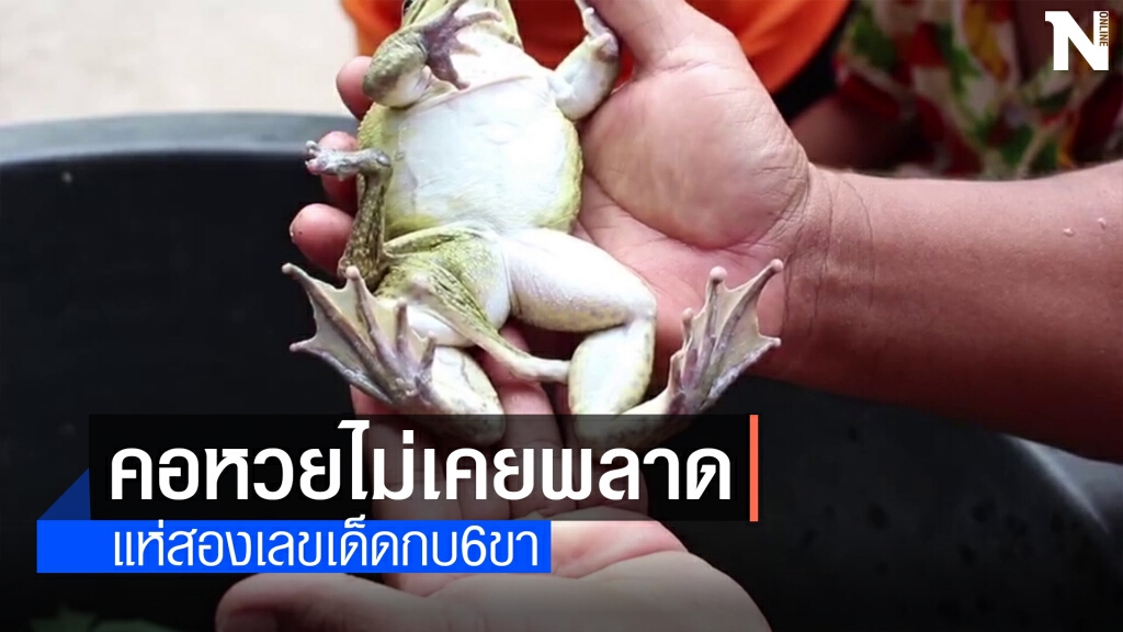 สุดแปลก!ชาวบ้านแห่ขอเลขเด็ด กบมี6ขาลำตัวมีสีเขียว สุดแปลก!ชาวบ้านแห่ขอเลขเด็ด กบมี6ขาลำตัวมีสีเขียว