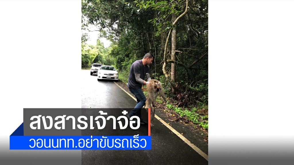 สลดอีกแล้ว...คนขับรถเร็วชนลิงตายบนเขาใหญ่