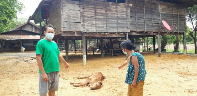 โคราชลัมปีสกินยังระบาด วัวตายแทบทุกวัน