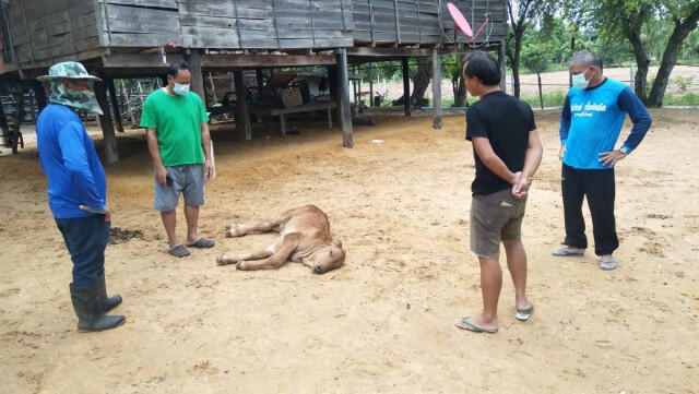 โคราชลัมปีสกินยังระบาด วัวตายแทบทุกวัน