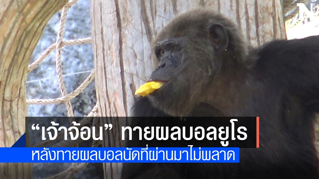 "ลิงชิมแพนซี" ร่วมทายผลบอลยูโร