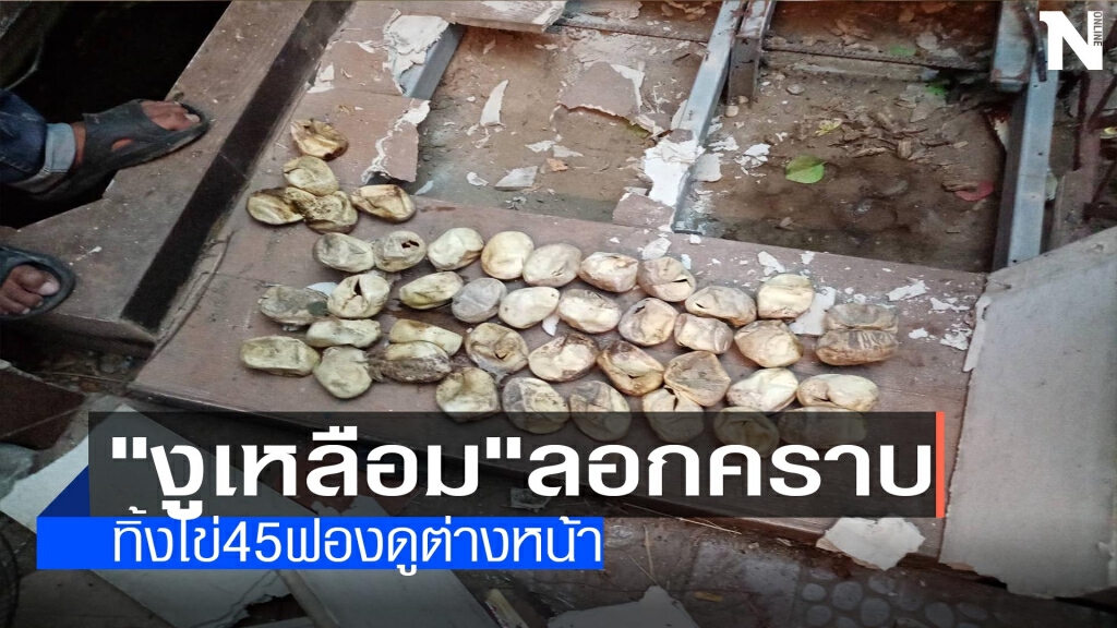 "งูเหลือม"ลอกคราบ-ทิ้งไข่45ฟองดูต่างหน้า "งูเหลือม"ลอกคราบ-ทิ้งไข่45ฟองดูต่างหน้า