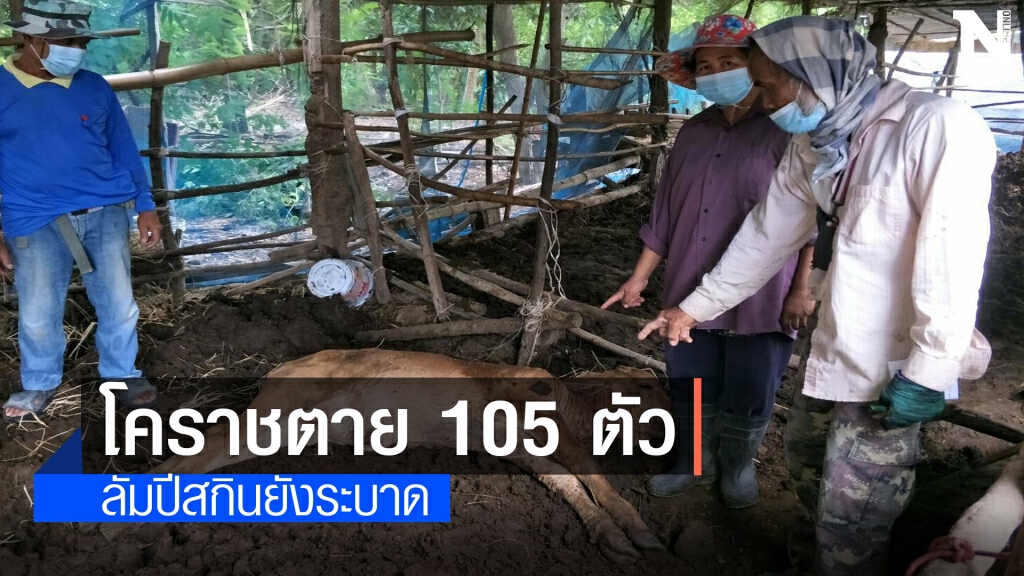 โคราชได้วัคซีนเพียง 1.8 หมื่นตัว แต่โค-กระบือมีกว่า 6.8 แสนตัว