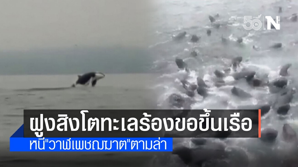 ชาวประมงอึ้ง! สิงโตทะเลนับร้อยร้องระงมขอขึ้นเรือ เหตุถูกวาฬเพชฌฆาตตามล่า
