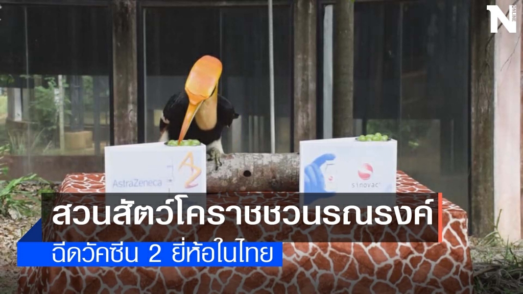 นกเงือกเลือกวัคซีน"แอสตร้าเซเนก้า" นกเงือกเลือกวัคซีน"แอสตร้าเซเนก้า"