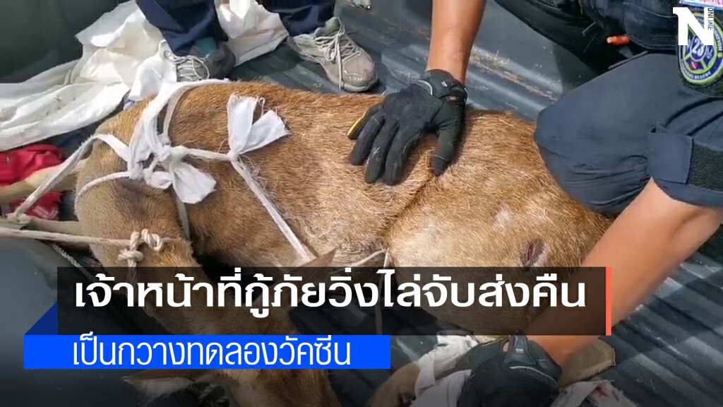 "กวาง"กลัวถูกฉีดวัคซีนวิ่งหนีตายหลบภัยศาลเจ้า "กวาง"กลัวถูกฉีดวัคซีนวิ่งหนีตายหลบภัยศาลเจ้า