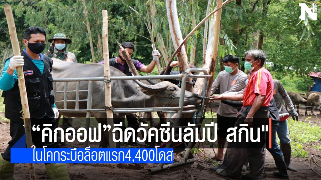 "คิกออฟ"ฉีดวัคซีนลัมปี สกิน" "คิกออฟ"ฉีดวัคซีนลัมปี สกิน"