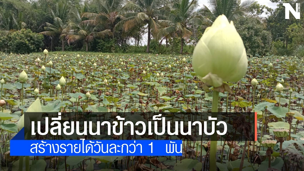 ชาวนาหันมาทำนาบัว เก็บดอก-ฝักบัวขาย รายได้ดี ชาวนาหันมาทำนาบัว เก็บดอก-ฝักบัวขาย รายได้ดี