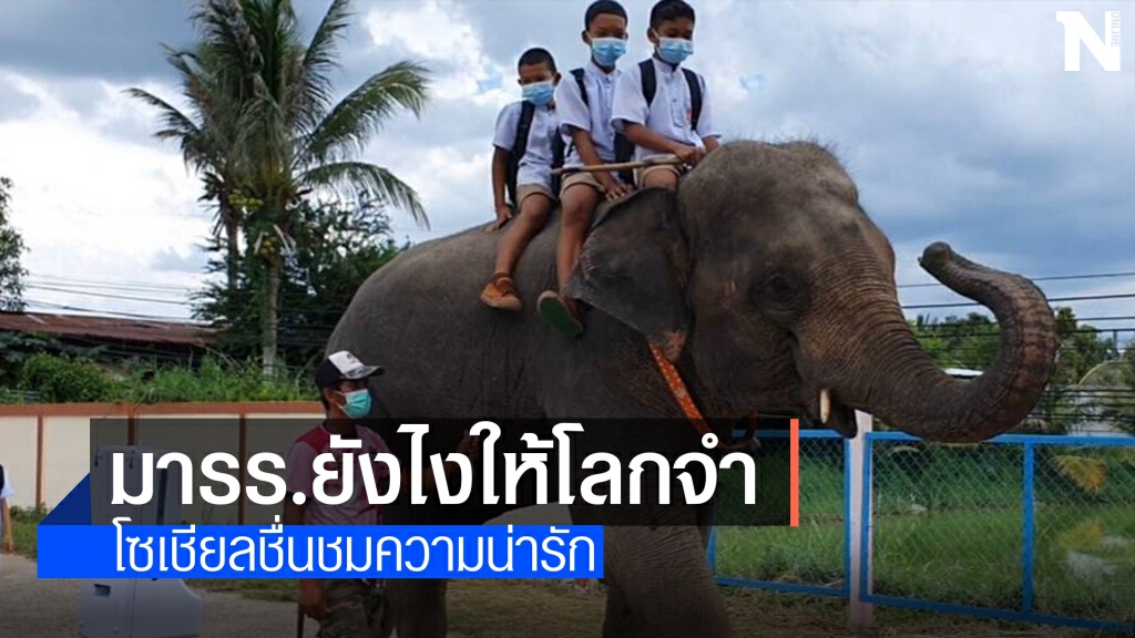 ภาพสุดน่ารัก ช้างสีดอขุนเงิน ส่งเด็กขี่หลังช้างมาโรงเรียน