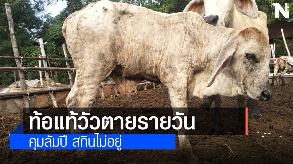 คุมลัมปี สกินไม่อยู่หมู่บ้านเดียววัวล้มตายทุกวัน