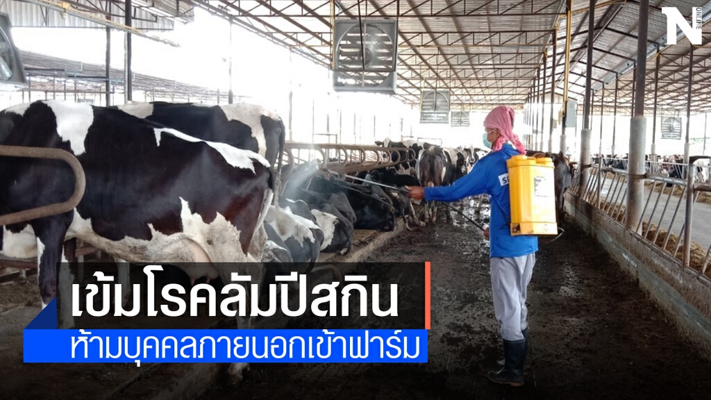 ฟาร์มโคนมโคราชเข้มลัมปี สกิน ปศุสัตว์เร่งกระจายวัคซีน