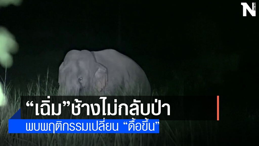 "เจ้าเฉิ่ม"ช้างป่าเขาใหญ่บุกกินไร่อ้อย "เจ้าเฉิ่ม"ช้างป่าเขาใหญ่บุกกินไร่อ้อย