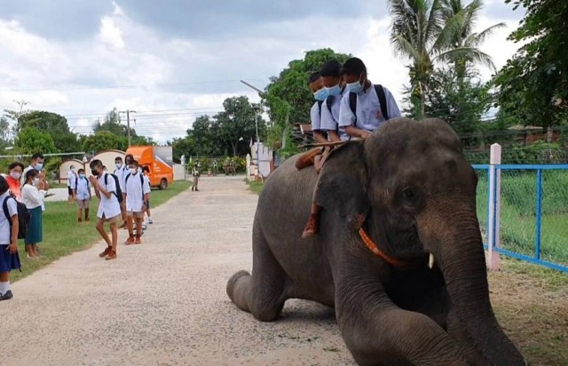 ภาพสุดน่ารัก ช้างสีดอขุนเงิน ส่งเด็กขี่หลังช้างมาโรงเรียน