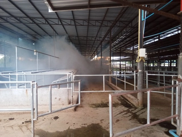 ฟาร์มโคนมโคราชเข้มลัมปี สกิน ปศุสัตว์เร่งกระจายวัคซีน