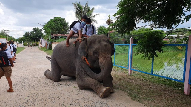 ภาพสุดน่ารัก ช้างสีดอขุนเงิน ส่งเด็กขี่หลังช้างมาโรงเรียน