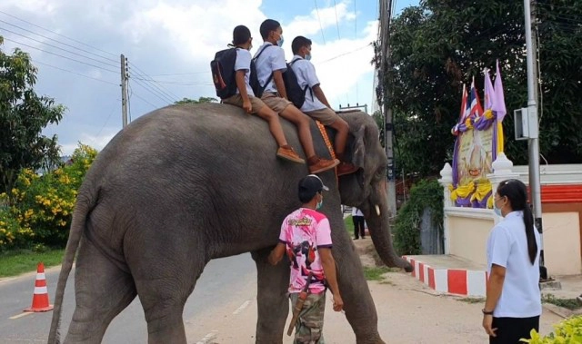 ภาพสุดน่ารัก ช้างสีดอขุนเงิน ส่งเด็กขี่หลังช้างมาโรงเรียน