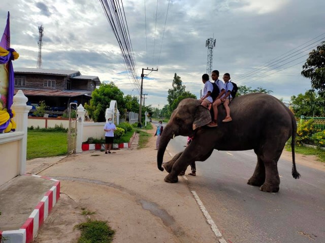 ภาพน่ารัก!! ครูสุรินทร์โพสต์ภาพนักเรียนขี่ช้างไปโรงเรียน
