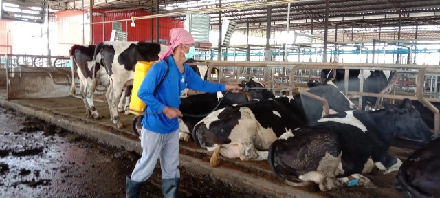 ฟาร์มโคนมโคราชเข้มลัมปี สกิน ปศุสัตว์เร่งกระจายวัคซีน