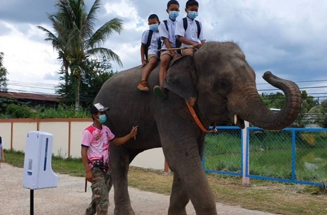 ภาพสุดน่ารัก ช้างสีดอขุนเงิน ส่งเด็กขี่หลังช้างมาโรงเรียน