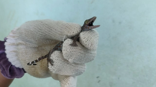 เปิดใจครูสาว มือจับตุ๊กแกขวัญใจเด็กๆ โรงเรียนบุรีรัมย์