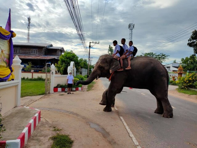 ภาพน่ารัก!! ครูสุรินทร์โพสต์ภาพนักเรียนขี่ช้างไปโรงเรียน
