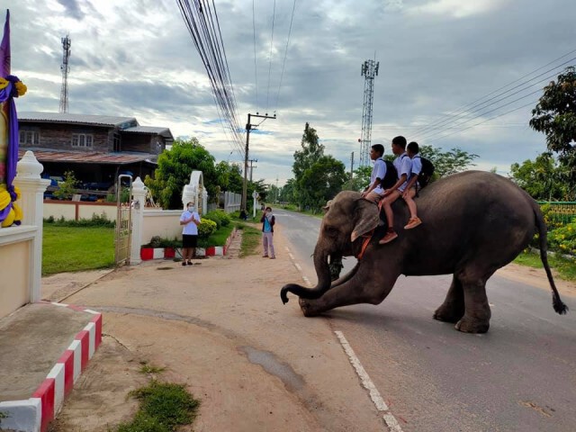 ภาพน่ารัก!! ครูสุรินทร์โพสต์ภาพนักเรียนขี่ช้างไปโรงเรียน