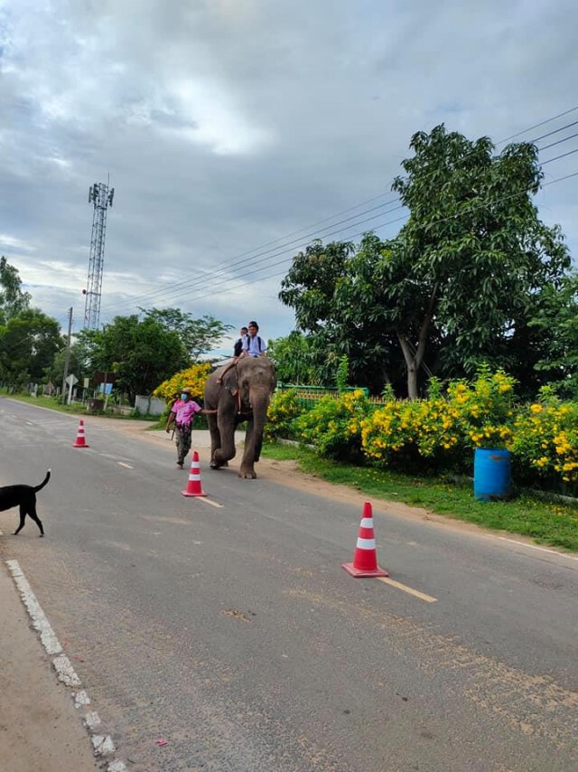ภาพน่ารัก!! ครูสุรินทร์โพสต์ภาพนักเรียนขี่ช้างไปโรงเรียน