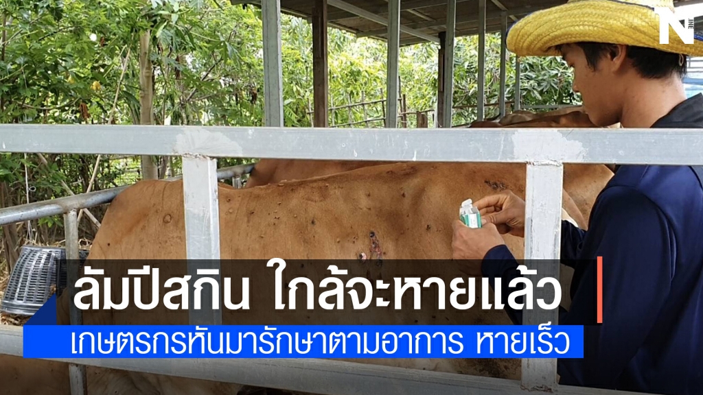 เกษตรกรสู้ลัมปีสกิน วัวป่วยเริ่มหายแล้ว เกษตรกรสู้ลัมปีสกิน วัวป่วยเริ่มหายแล้ว