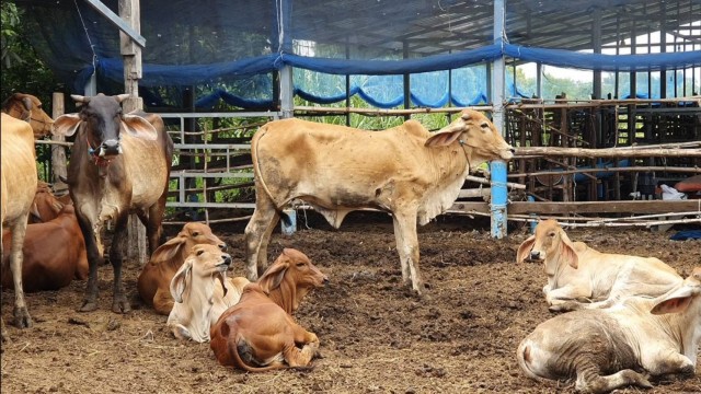 เกษตรกรสู้ลัมปีสกิน วัวป่วยเริ่มหายแล้ว