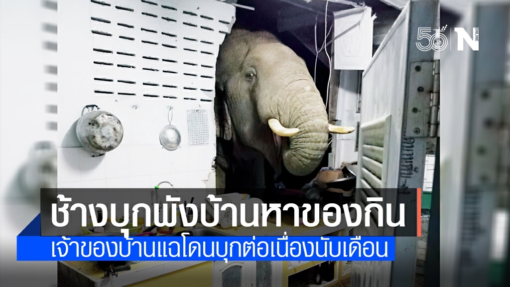 ช้างป่าละอูหิวโซบุกพังครัวบ้านค้นหาอาหารกิน ช้างป่าละอูหิวโซบุกพังครัวบ้านค้นหาอาหารกิน