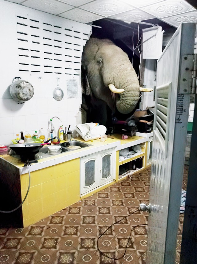 ช้างป่าละอูหิวโซบุกพังครัวบ้านค้นหาอาหารกิน