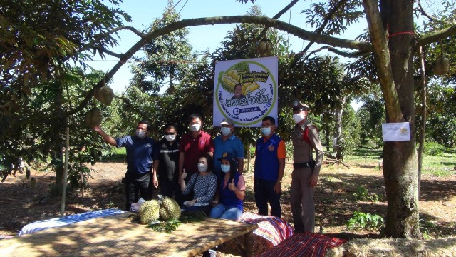 ประมูลทุเรียนน้ำแร่ของดีโนนสุวรรณครั้งแรกกระตุ้นรายได้เกษตรกร