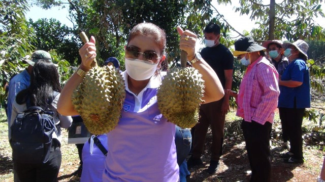 ประมูลทุเรียนน้ำแร่ของดีโนนสุวรรณครั้งแรกกระตุ้นรายได้เกษตรกร