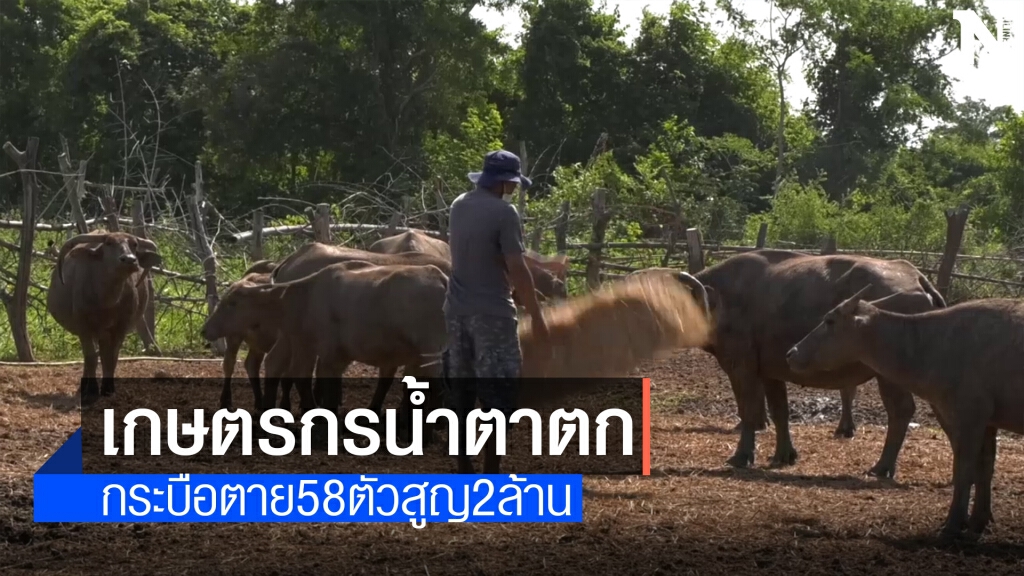 กระบือ58 ตัวตายปริศนา คาดเกิดจากกินน้ำเสียโรงงาน