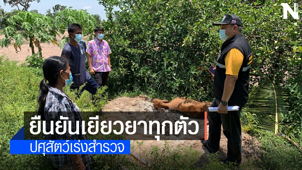วัวป่วยลัมปีสกิน14,613 ตัว ปศุสัตว์เร่งสำรวจ ยืนยันเยียวยาทุกตัว