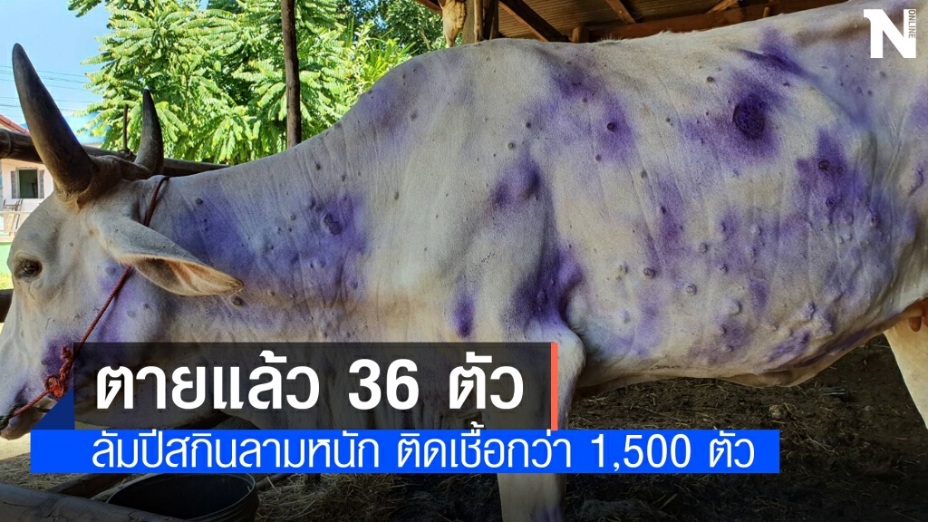ป่วยด้วยโรคลัมปีสกินนับพันตายแล้ว 36 ตัว ป่วยด้วยโรคลัมปีสกินนับพันตายแล้ว 36 ตัว
