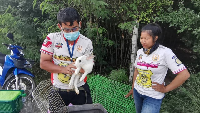 ถูกพิษโควิด-ทิ้งกระต่ายในบ้านร้าง