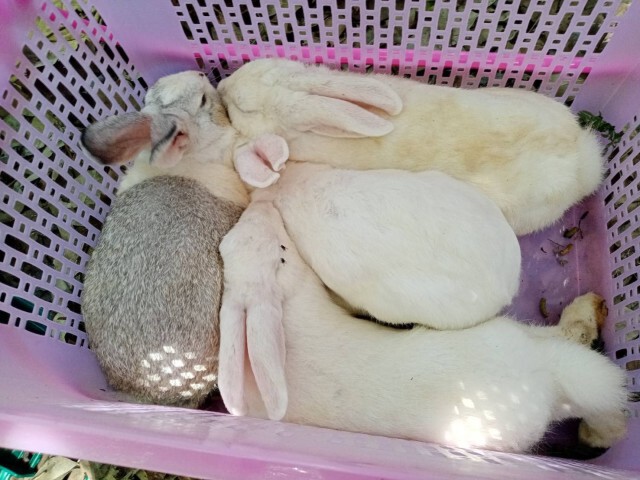 ถูกพิษโควิด-ทิ้งกระต่ายในบ้านร้าง