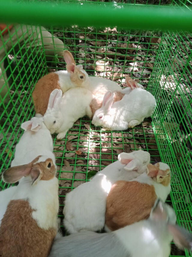 ถูกพิษโควิด-ทิ้งกระต่ายในบ้านร้าง