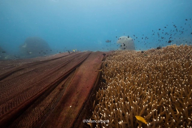 ทส.เคลียร์อวนยักษ์ติดปะการัง เกาะโลซิน