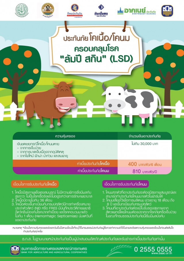 ธ.ก.ส.เร่งเกษตรกรทำประกันลดเสี่ยง ‘โรคลัมปีสกิน’