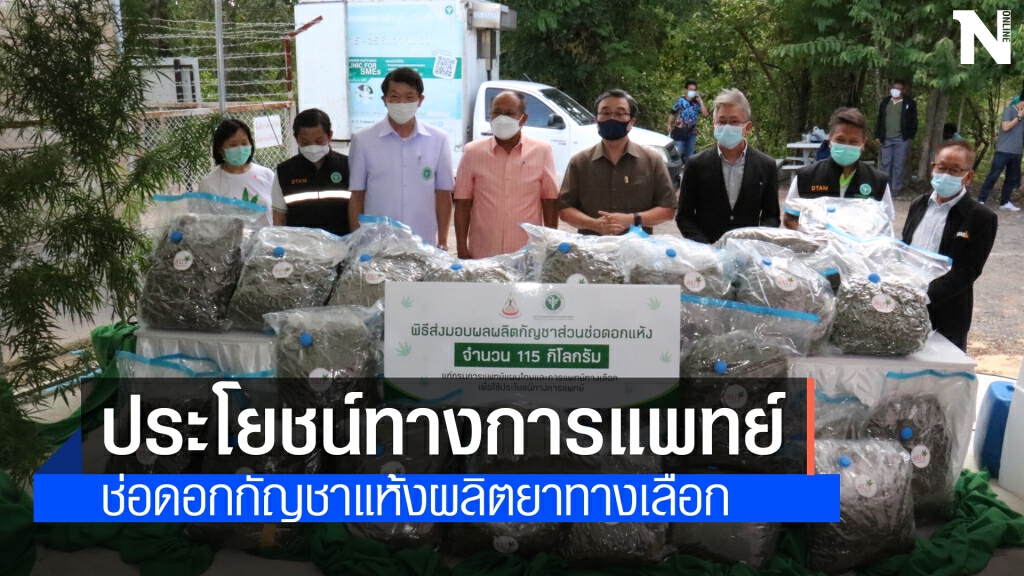 ส่งมอบช่อดอกกัญชาแห้ง 115 กก. ให้แพทย์แผนไทยผลิตยา 2 ตำรับ