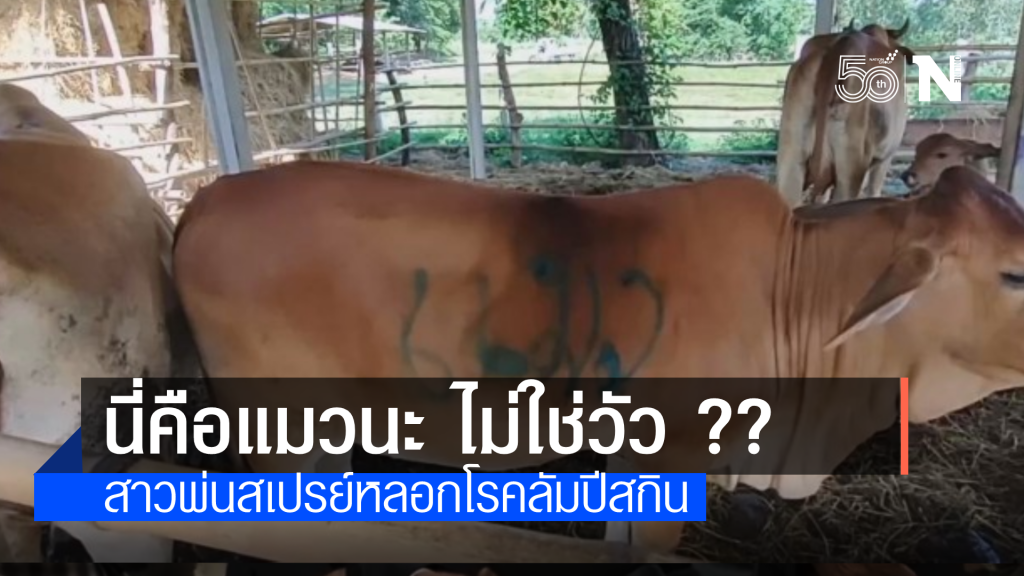 สาวอุดรแก้เคล็ดพ่นสเปรย์ว่า"แมว"ใส่วัวหลอกโรคลัมปีสกิน