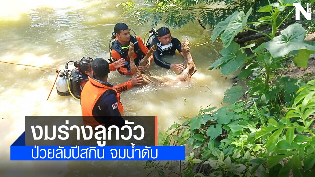 แม่วัวพันธุ์ชาร์โรเล่ส์ ร้องหาลูกป่วยลัมปีสกินจมน้ำดับ
