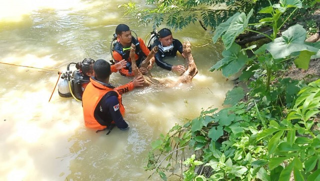 แม่วัวพันธุ์ชาร์โรเล่ส์ ร้องหาลูกป่วยลัมปีสกินจมน้ำดับ