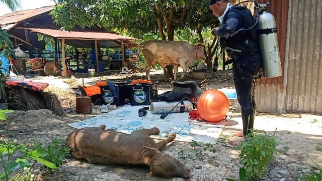 แม่วัวพันธุ์ชาร์โรเล่ส์ ร้องหาลูกป่วยลัมปีสกินจมน้ำดับ