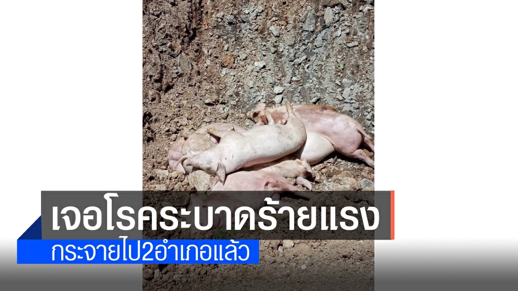 ปศุสัตว์เลยเร่งกำจัดโรค "เพริส"ในสุกร พบระบาด2อำเภอแล้ว