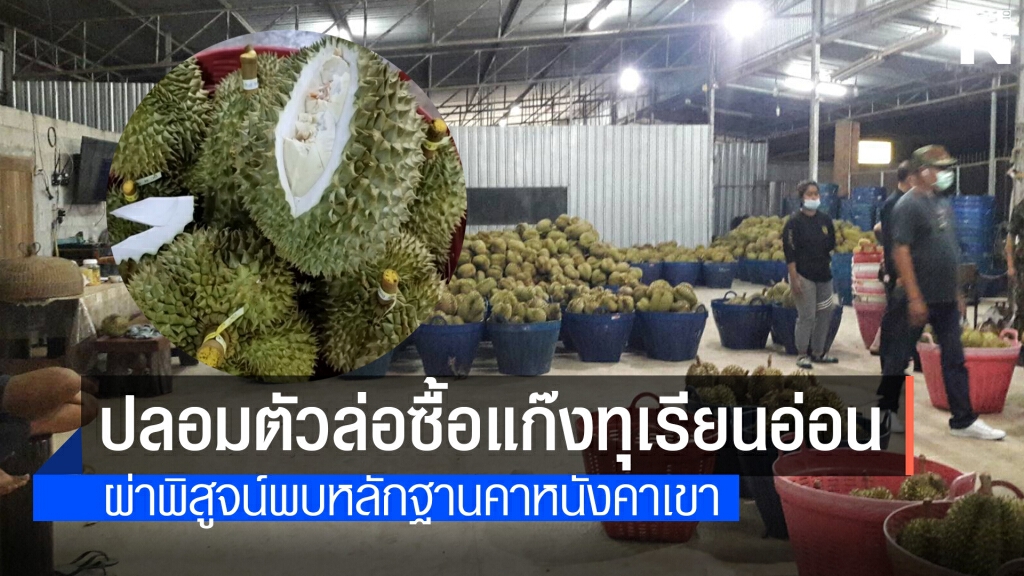ปฎิบัติการปลอมตัวล่อซื้อแม่ค้าหลอกขายทุเรียนอ่อนชุมพร