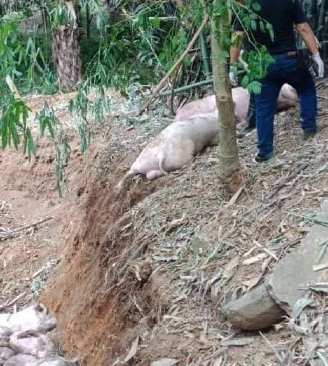 ปศุสัตว์เลยเร่งกำจัดโรค "เพริส"ในสุกร พบระบาด2อำเภอแล้ว