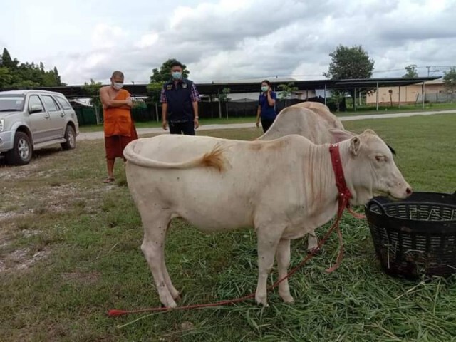 ฝึกอบรมเกษตรกรเพิ่มประสิทธิภาพการผลิตโคเนื้อป้อนตลาด